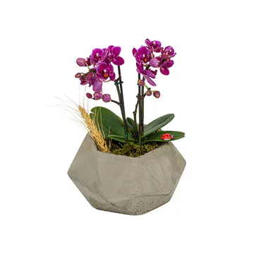 Saksıda Mor Mini Orkide (2 Dal - ~23 cm) – Sihirli Buket Eskişehir ürün fotoğrafı