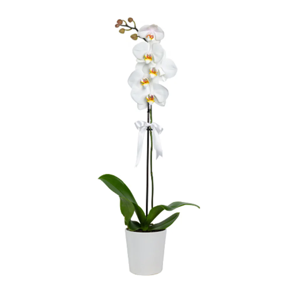 Seramik Saksıda Beyaz Tek Dal Orkide (~60 cm) – Sihirli Buket Eskişehir ürün fotoğrafı