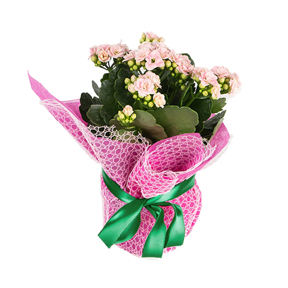 Pembe Kalanşo (~26 cm) – Sihirli Buket Eskişehir ürün fotoğrafı